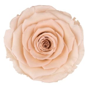 ROSE STAB. MIS.XL