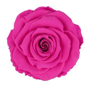 ROSE STAB. MIS.XL
