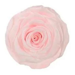ROSE STAB. MIS.XL