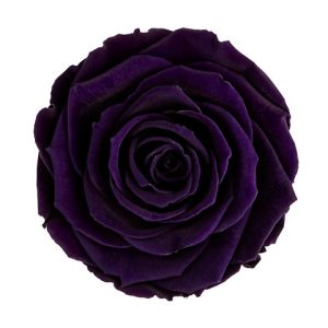 ROSE STAB. MIS.XL