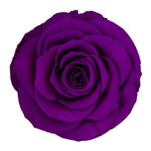 ROSE STAB. MIS.XL