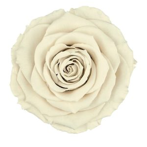 ROSE STAB. MIS.XL