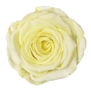 ROSE STAB. MIS.XL