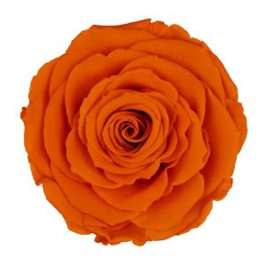 ROSE STAB. MIS.XS