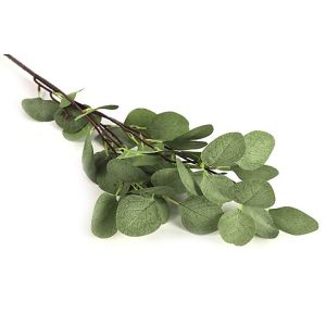 EUCALYPTUS