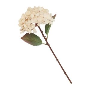 HYDRANGEA