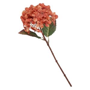 HYDRANGEA