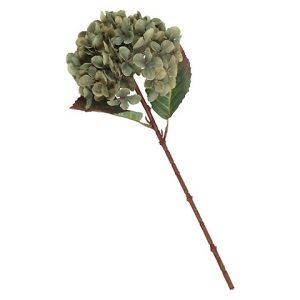 HYDRANGEA