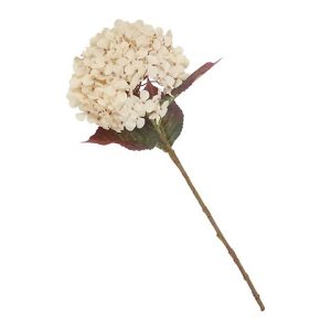 HYDRANGEA PANICULATA