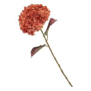 HYDRANGEA PANICULATA
