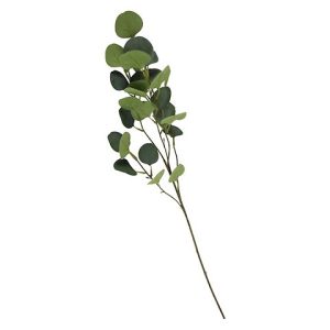 EUCALYPTUS