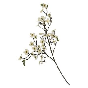 CORNUS