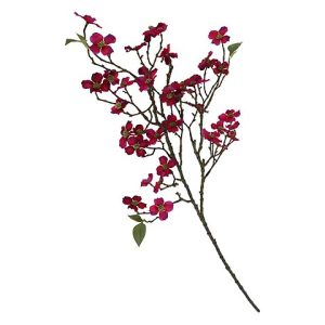 CORNUS