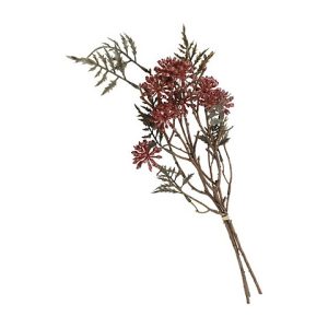 EDERA