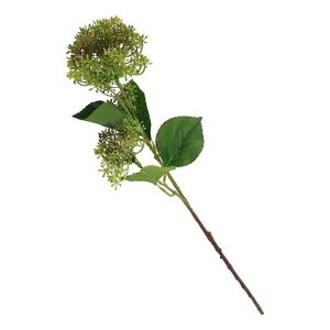 EUPATORIUM