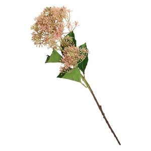EUPATORIUM