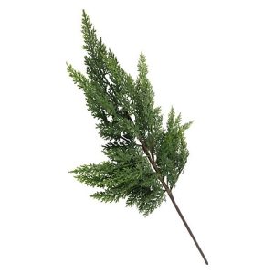PICEA ABIES
