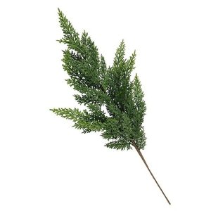 CHAMAECYPARIS