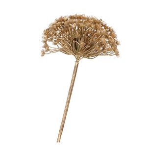 HERACLEUM
