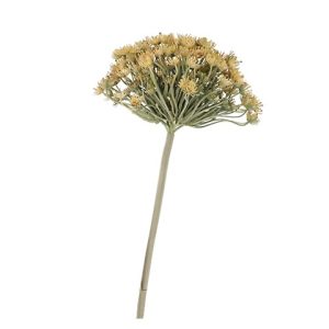 HERACLEUM