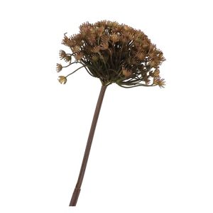 HERACLEUM