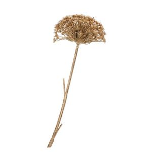 HERACLEUM