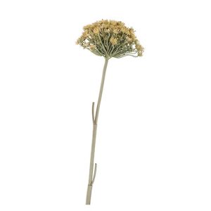 HERACLEUM