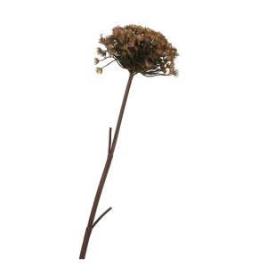 HERACLEUM