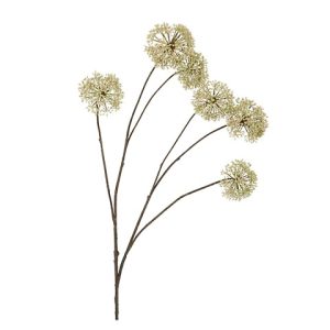 ALLIUM