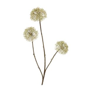 ALLIUM
