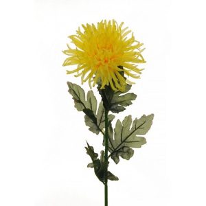 CHRYSANTHEMUM