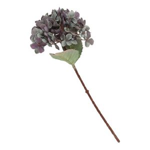 HYDRANGEA