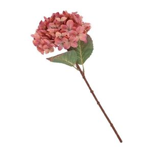 HYDRANGEA
