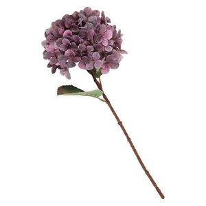 HYDRANGEA