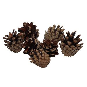 PIGNE 200GR