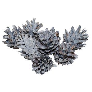 PIGNE 200GR